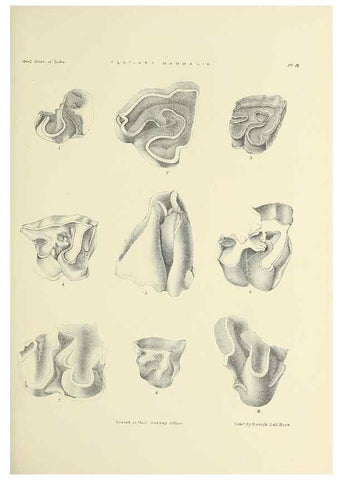 Reproducción/Reproduction 49497964613: Indian Tertiary and post Tertiary Vertebrata.. Calcutta :Geological Survey Office [etc., etc.],1874-1902.. 