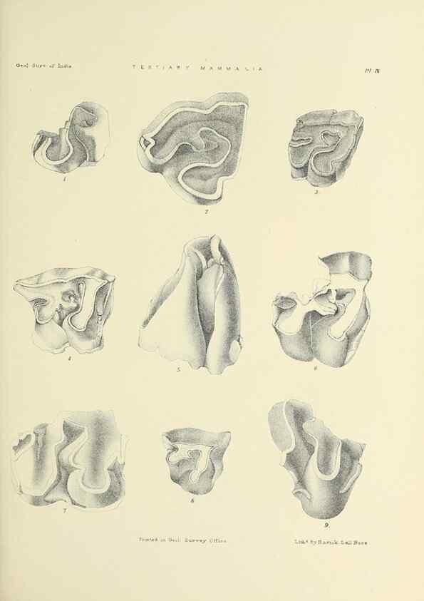 Reproducción/Reproduction 49497964613: Indian Tertiary and post Tertiary Vertebrata.. Calcutta :Geological Survey Office [etc., etc.],1874-1902.. 