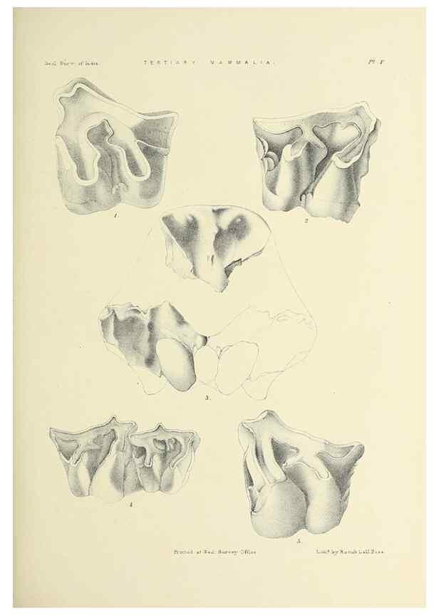 Reproducción/Reproduction 49498460801: Indian Tertiary and post Tertiary Vertebrata.. Calcutta :Geological Survey Office [etc., etc.],1874-1902.. 