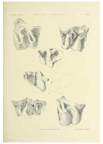Reproducción/Reproduction 49498460801: Indian Tertiary and post Tertiary Vertebrata.. Calcutta :Geological Survey Office [etc., etc.],1874-1902.. 