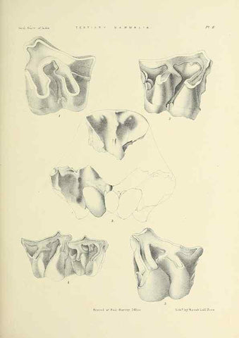 Reproducción/Reproduction 49498460801: Indian Tertiary and post Tertiary Vertebrata.. Calcutta :Geological Survey Office [etc., etc.],1874-1902.. 
