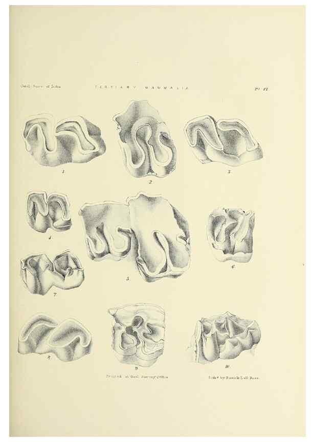 Reproducción/Reproduction 49498461166: Indian Tertiary and post Tertiary Vertebrata.. Calcutta :Geological Survey Office [etc., etc.],1874-1902.. 