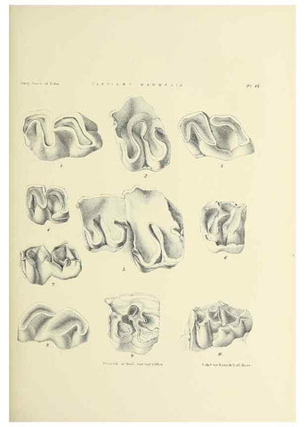 Reproducción/Reproduction 49498461166: Indian Tertiary and post Tertiary Vertebrata.. Calcutta :Geological Survey Office [etc., etc.],1874-1902.. 