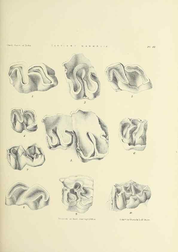 Reproducción/Reproduction 49498461166: Indian Tertiary and post Tertiary Vertebrata.. Calcutta :Geological Survey Office [etc., etc.],1874-1902.. 