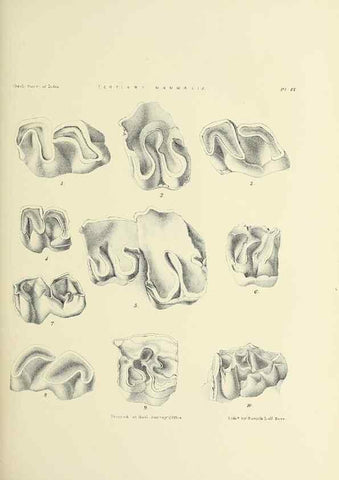 Reproducción/Reproduction 49498461166: Indian Tertiary and post Tertiary Vertebrata.. Calcutta :Geological Survey Office [etc., etc.],1874-1902.. 