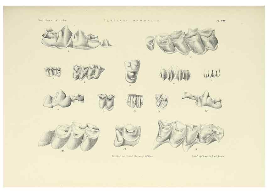 Reproducción/Reproduction 49498461551: Indian Tertiary and post Tertiary Vertebrata.. Calcutta :Geological Survey Office [etc., etc.],1874-1902.. 