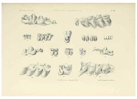 Reproducción/Reproduction 49498461551: Indian Tertiary and post Tertiary Vertebrata.. Calcutta :Geological Survey Office [etc., etc.],1874-1902.. 
