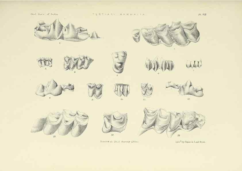 Reproducción/Reproduction 49498461551: Indian Tertiary and post Tertiary Vertebrata.. Calcutta :Geological Survey Office [etc., etc.],1874-1902.. 