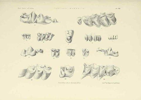 Reproducción/Reproduction 49498461551: Indian Tertiary and post Tertiary Vertebrata.. Calcutta :Geological Survey Office [etc., etc.],1874-1902.. 