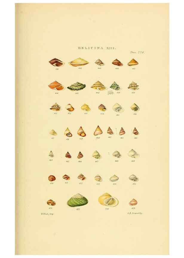 Reproducción/Reproduction 49492618418: Thesaurus conchyliorum, or, Monographs of genera of shells. London :Sowerby ...,1847-1887.. 