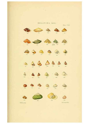 Reproducción/Reproduction 49492618418: Thesaurus conchyliorum, or, Monographs of genera of shells. London :Sowerby ...,1847-1887.. 