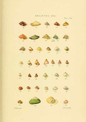 Reproducción/Reproduction 49492618418: Thesaurus conchyliorum, or, Monographs of genera of shells. London :Sowerby ...,1847-1887.. 
