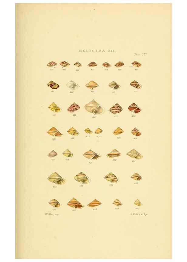 Reproducción/Reproduction 49492618118: Thesaurus conchyliorum, or, Monographs of genera of shells. London :Sowerby ...,1847-1887.. 