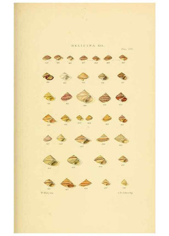 Reproducción/Reproduction 49492618118: Thesaurus conchyliorum, or, Monographs of genera of shells. London :Sowerby ...,1847-1887.. 