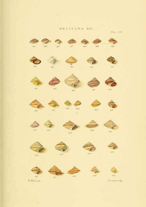 Reproducción/Reproduction 49492618118: Thesaurus conchyliorum, or, Monographs of genera of shells. London :Sowerby ...,1847-1887.. 