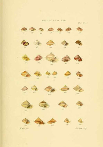 Reproducción/Reproduction 49492618118: Thesaurus conchyliorum, or, Monographs of genera of shells. London :Sowerby ...,1847-1887.. 