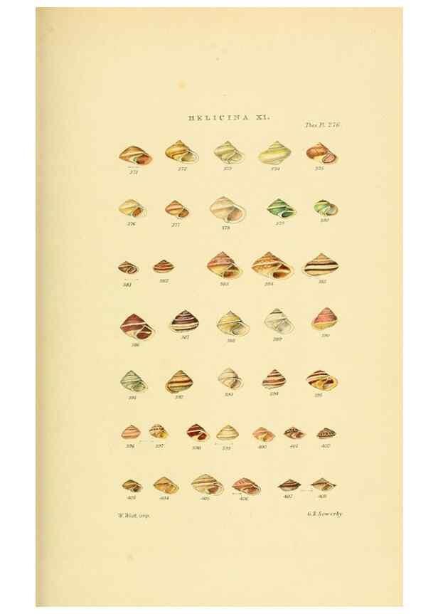 Reproducción/Reproduction 49493330137: Thesaurus conchyliorum, or, Monographs of genera of shells. London :Sowerby ...,1847-1887.. 