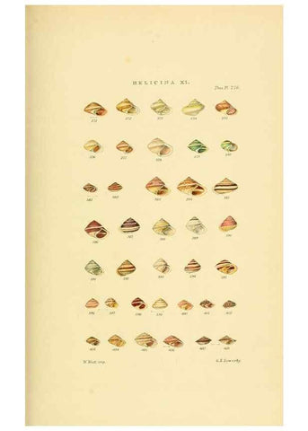 Reproducción/Reproduction 49493330137: Thesaurus conchyliorum, or, Monographs of genera of shells. London :Sowerby ...,1847-1887.. 