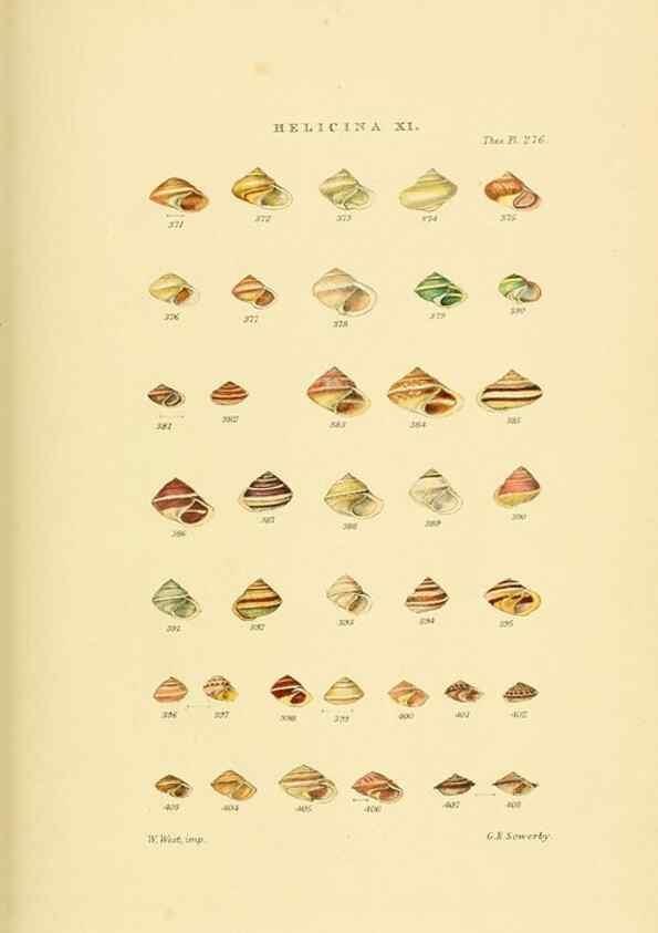 Reproducción/Reproduction 49493330137: Thesaurus conchyliorum, or, Monographs of genera of shells. London :Sowerby ...,1847-1887.. 