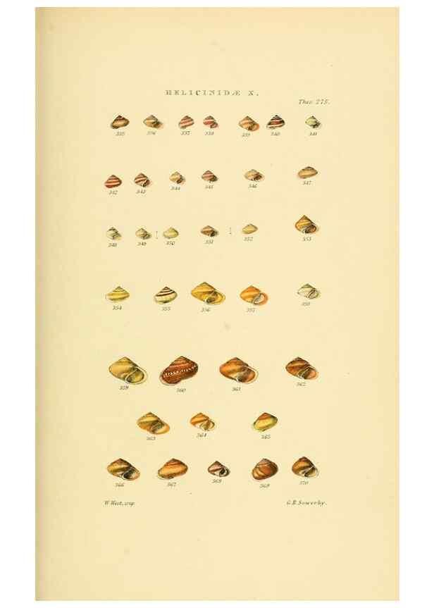 Reproducción/Reproduction 49492617498: Thesaurus conchyliorum, or, Monographs of genera of shells. London :Sowerby ...,1847-1887.. 