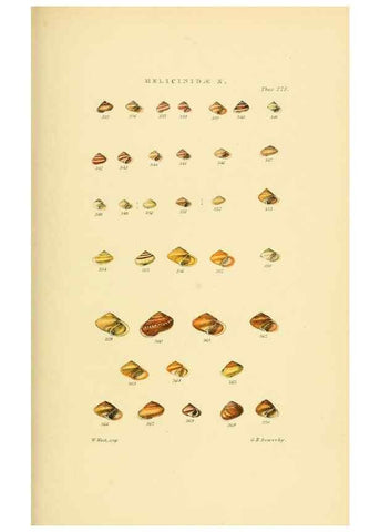 Reproducción/Reproduction 49492617498: Thesaurus conchyliorum, or, Monographs of genera of shells. London :Sowerby ...,1847-1887.. 