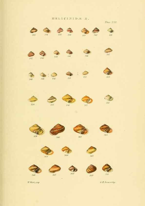 Reproducción/Reproduction 49492617498: Thesaurus conchyliorum, or, Monographs of genera of shells. London :Sowerby ...,1847-1887.. 