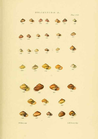 Reproducción/Reproduction 49492617498: Thesaurus conchyliorum, or, Monographs of genera of shells. London :Sowerby ...,1847-1887.. 