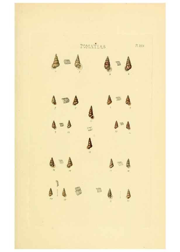 Reproducción/Reproduction 49493112186: Thesaurus conchyliorum, or, Monographs of genera of shells. London :Sowerby ...,1847-1887.. 