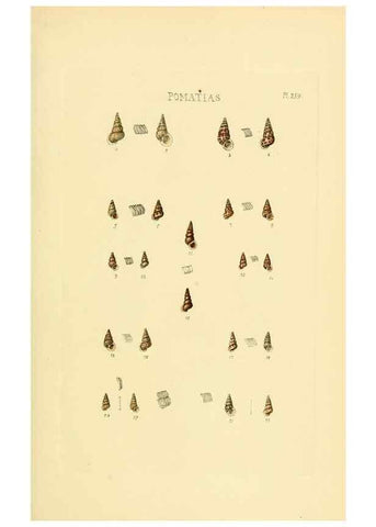 Reproducción/Reproduction 49493112186: Thesaurus conchyliorum, or, Monographs of genera of shells. London :Sowerby ...,1847-1887.. 