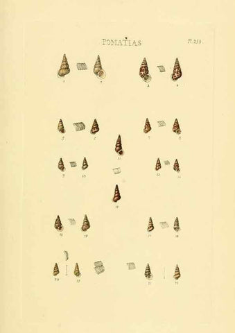 Reproducción/Reproduction 49493112186: Thesaurus conchyliorum, or, Monographs of genera of shells. London :Sowerby ...,1847-1887.. 