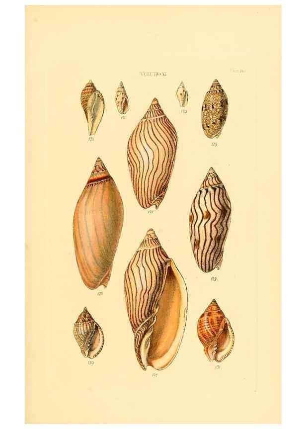 Reproducción/Reproduction 49492613183: Thesaurus conchyliorum, or, Monographs of genera of shells. London :Sowerby ...,1847-1887.. 