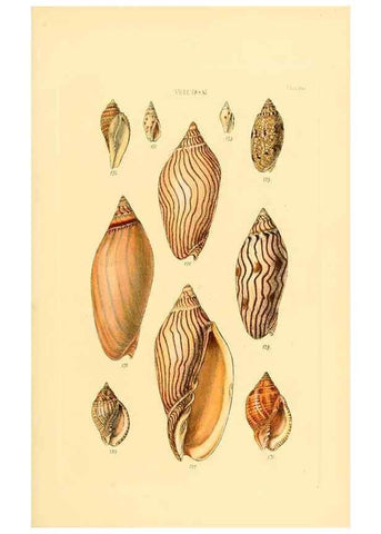 Reproducción/Reproduction 49492613183: Thesaurus conchyliorum, or, Monographs of genera of shells. London :Sowerby ...,1847-1887.. 