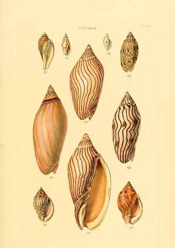Reproducción/Reproduction 49492613183: Thesaurus conchyliorum, or, Monographs of genera of shells. London :Sowerby ...,1847-1887.. 