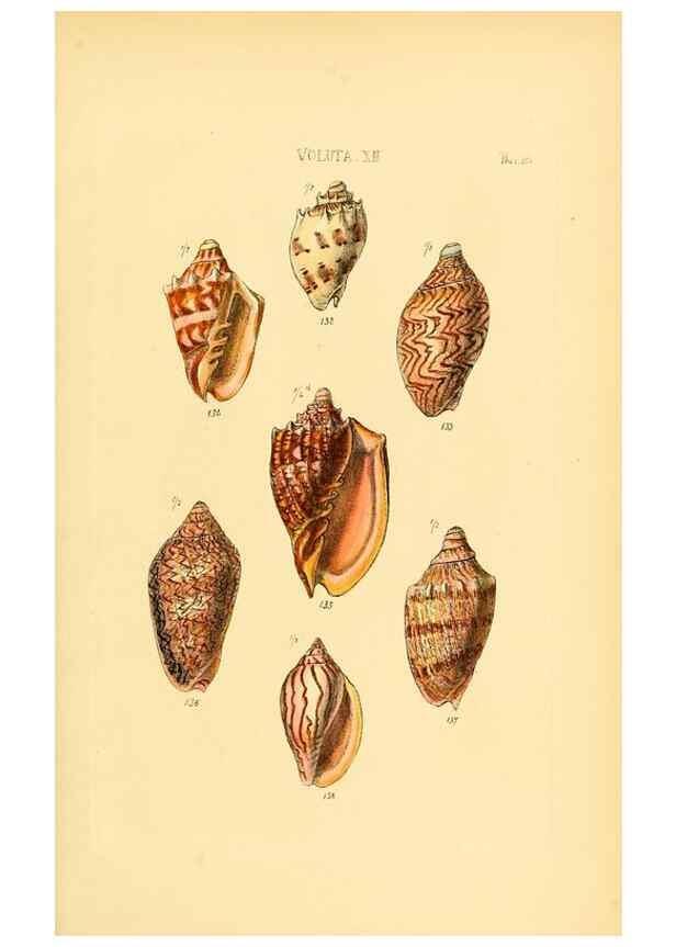 Reproducción/Reproduction 49493112706: Thesaurus conchyliorum, or, Monographs of genera of shells. London :Sowerby ...,1847-1887.. 