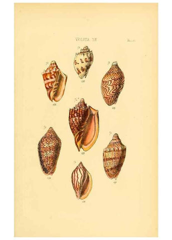 Reproducción/Reproduction 49493112706: Thesaurus conchyliorum, or, Monographs of genera of shells. London :Sowerby ...,1847-1887.. 