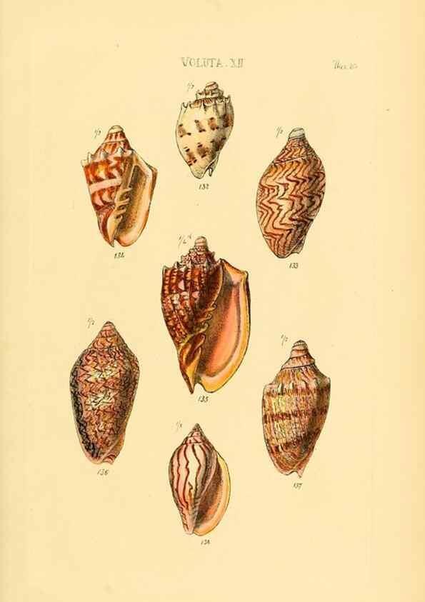 Reproducción/Reproduction 49493112706: Thesaurus conchyliorum, or, Monographs of genera of shells. London :Sowerby ...,1847-1887.. 
