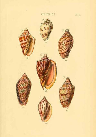 Reproducción/Reproduction 49493112706: Thesaurus conchyliorum, or, Monographs of genera of shells. London :Sowerby ...,1847-1887.. 