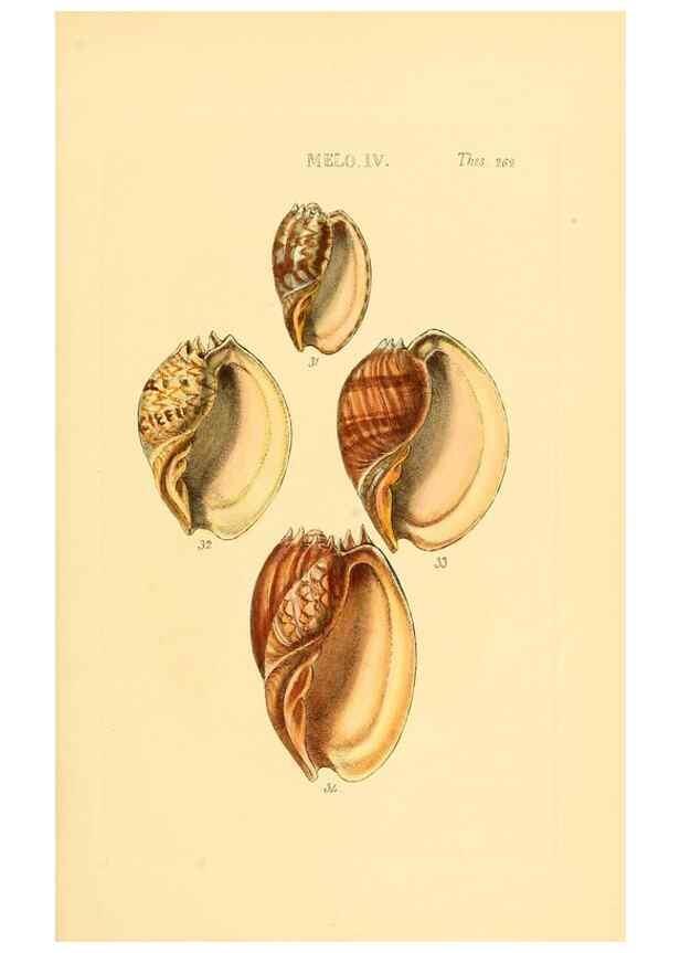 Reproducción/Reproduction 49493325777: Thesaurus conchyliorum, or, Monographs of genera of shells. London :Sowerby ...,1847-1887.. 