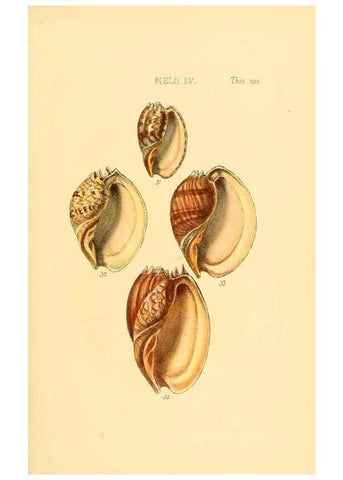 Reproducción/Reproduction 49493325777: Thesaurus conchyliorum, or, Monographs of genera of shells. London :Sowerby ...,1847-1887.. 