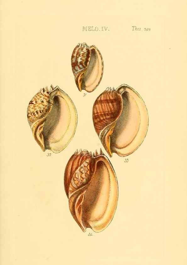 Reproducción/Reproduction 49493325777: Thesaurus conchyliorum, or, Monographs of genera of shells. London :Sowerby ...,1847-1887.. 