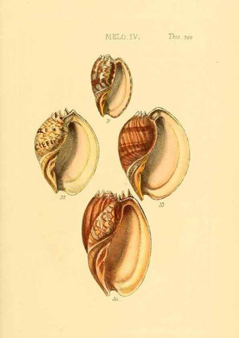 Reproducción/Reproduction 49493325777: Thesaurus conchyliorum, or, Monographs of genera of shells. London :Sowerby ...,1847-1887.. 
