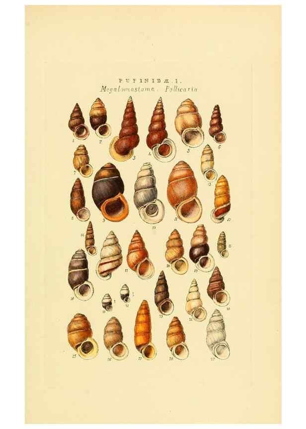 Reproducción/Reproduction 49493326122: Thesaurus conchyliorum, or, Monographs of genera of shells. London :Sowerby ...,1847-1887.. 