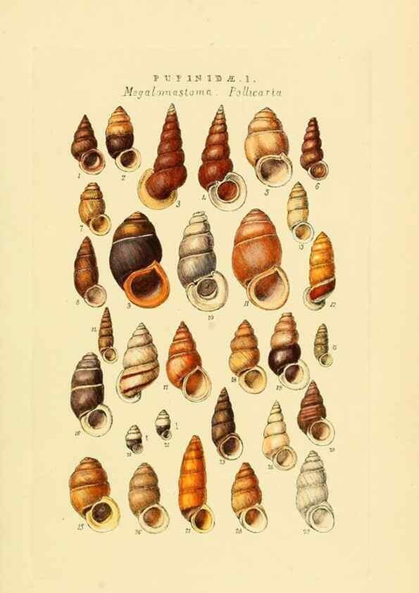 Reproducción/Reproduction 49493326122: Thesaurus conchyliorum, or, Monographs of genera of shells. London :Sowerby ...,1847-1887.. 