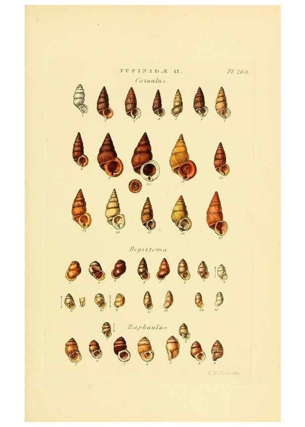 Reproducción/Reproduction 49493113811: Thesaurus conchyliorum, or, Monographs of genera of shells. London :Sowerby ...,1847-1887.. 
