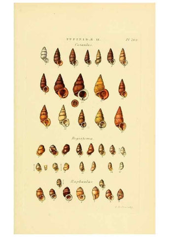 Reproducción/Reproduction 49493113811: Thesaurus conchyliorum, or, Monographs of genera of shells. London :Sowerby ...,1847-1887.. 