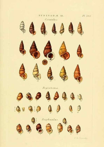 Reproducción/Reproduction 49493113811: Thesaurus conchyliorum, or, Monographs of genera of shells. London :Sowerby ...,1847-1887.. 