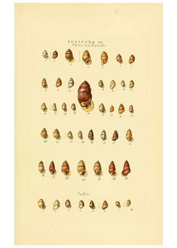 Reproducción/Reproduction 49493326832: Thesaurus conchyliorum, or, Monographs of genera of shells. London :Sowerby ...,1847-1887.. 