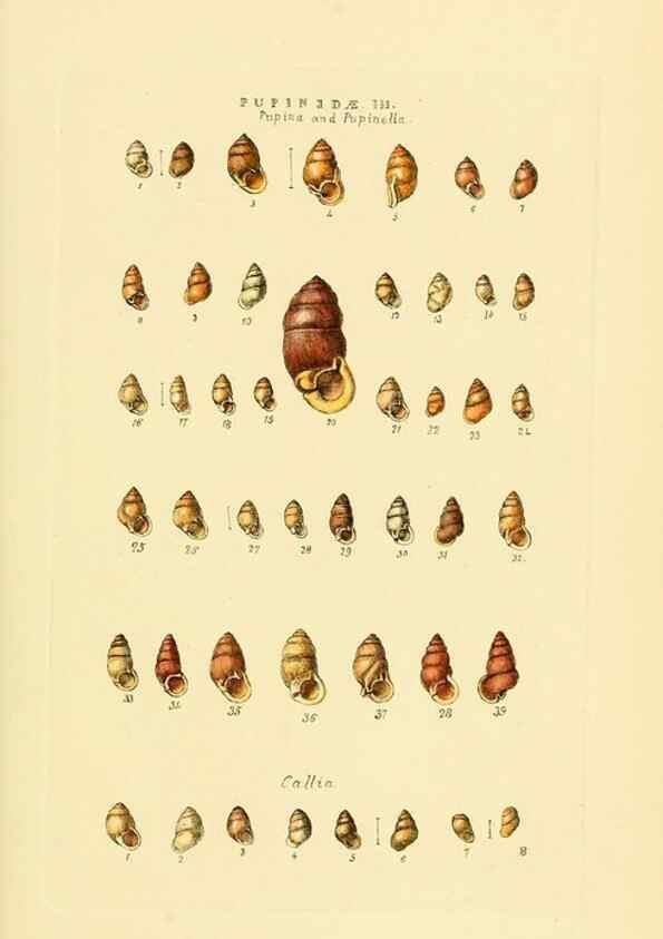 Reproducción/Reproduction 49493326832: Thesaurus conchyliorum, or, Monographs of genera of shells. London :Sowerby ...,1847-1887.. 