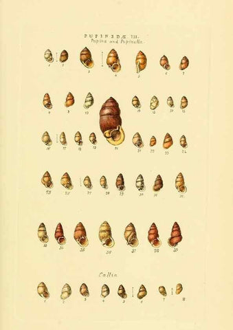 Reproducción/Reproduction 49493326832: Thesaurus conchyliorum, or, Monographs of genera of shells. London :Sowerby ...,1847-1887.. 