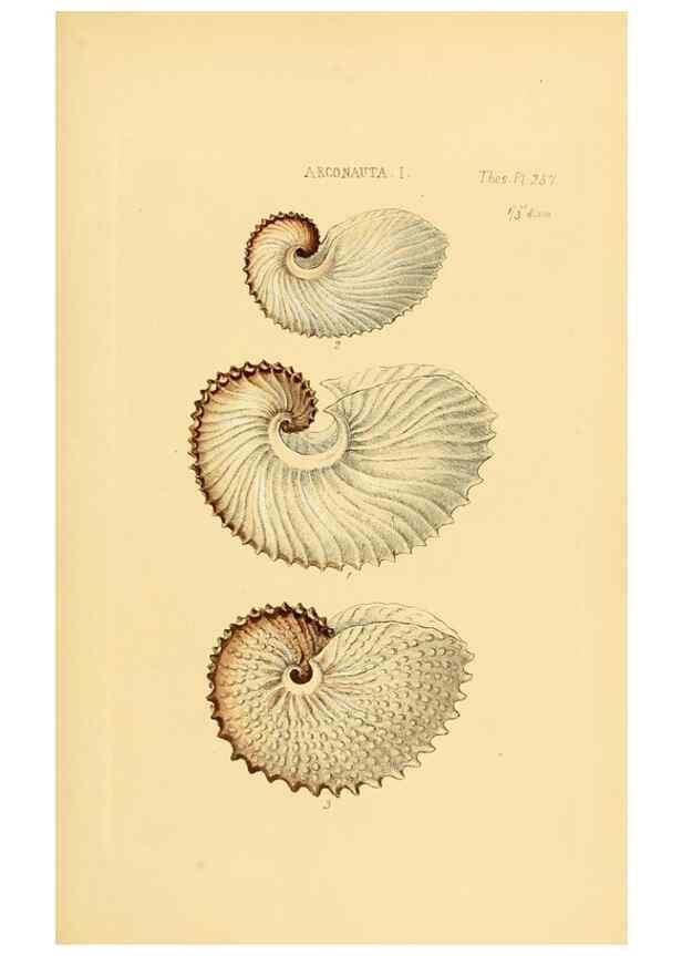 Reproducción/Reproduction 49493111566: Thesaurus conchyliorum, or, Monographs of genera of shells. London :Sowerby ...,1847-1887.. 